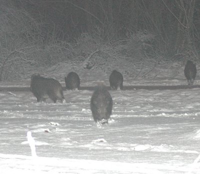  Image name: 39 Cinghiale.jpg 
 width: 400 pixel 
 height: 349 pixel 
 Size: 26242 bytes 
 Click to enlarge 